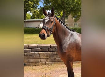 German Riding Pony, Mare, 3 years, 14,2 hh, Brown