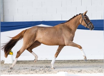 German Riding Pony, Mare, 3 years, 14,2 hh, Chestnut