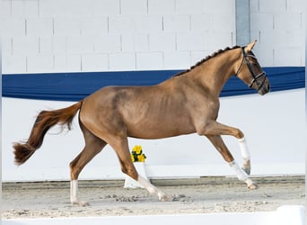 German Riding Pony, Mare, 3 years, 14,2 hh, Chestnut