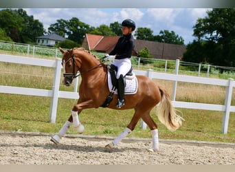 German Riding Pony, Mare, 3 years, 14,2 hh, Chestnut-Red
