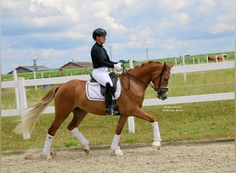 German Riding Pony, Mare, 3 years, 14,2 hh, Chestnut-Red