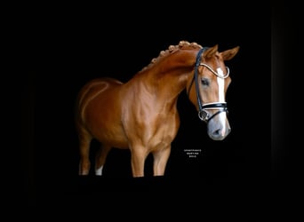 German Riding Pony, Mare, 3 years, 14,2 hh, Chestnut-Red