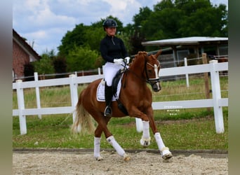 German Riding Pony, Mare, 3 years, 14,2 hh, Chestnut-Red