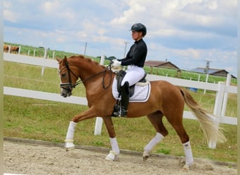 German Riding Pony, Mare, 3 years, 14,2 hh, Chestnut-Red