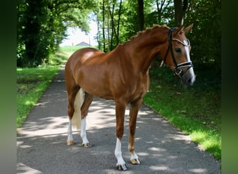 German Riding Pony, Mare, 3 years, 14,2 hh, Chestnut-Red