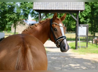 German Riding Pony, Mare, 3 years, 14,2 hh, Chestnut-Red