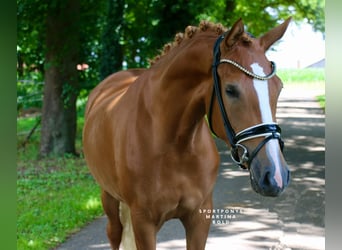 German Riding Pony, Mare, 3 years, 14,2 hh, Chestnut-Red