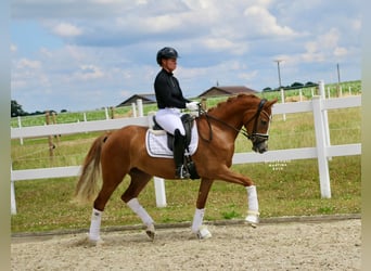 German Riding Pony, Mare, 3 years, 14,2 hh, Chestnut-Red