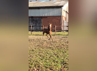 German Riding Pony, Mare, 3 years, 14,2 hh, Chestnut-Red