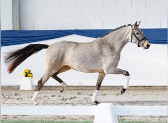 German Riding Pony, Mare, 3 years, 14,2 hh, Dun