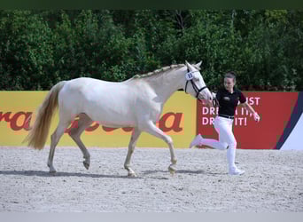 German Riding Pony, Mare, 3 years, 14,2 hh, Perlino
