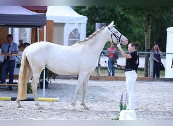 German Riding Pony, Mare, 3 years, 14,2 hh, Perlino