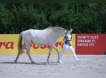 German Riding Pony, Mare, 3 years, 14,2 hh, Perlino