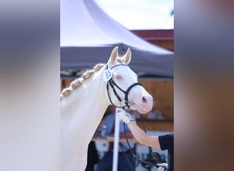 German Riding Pony, Mare, 3 years, 14,2 hh, Perlino