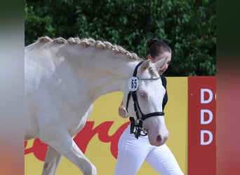 German Riding Pony, Mare, 3 years, 14,2 hh, Perlino
