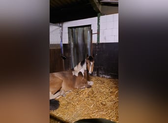 German Riding Pony, Mare, 3 years, 14,2 hh, Pinto