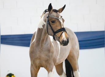 German Riding Pony, Mare, 3 years, 14,2 hh, Pinto
