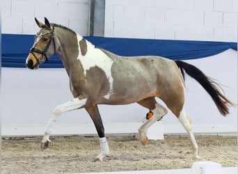 German Riding Pony, Mare, 3 years, 14,2 hh, Pinto