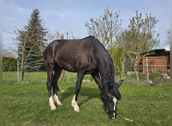 German Riding Pony, Mare, 3 years, 14,2 hh, Smoky-Black