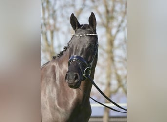 German Riding Pony, Mare, 3 years, 14,3 hh, Black