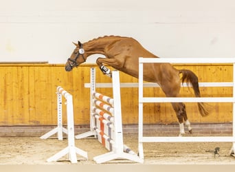 German Riding Pony, Mare, 3 years, 14,3 hh, Chestnut-Red