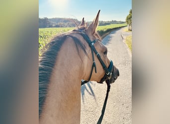 German Riding Pony, Mare, 3 years, 14,3 hh, Dun