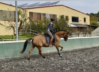 German Riding Pony, Mare, 3 years, 14,3 hh, Dun