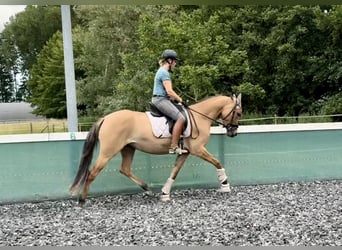 German Riding Pony, Mare, 3 years, 14,3 hh, Dun