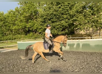 German Riding Pony, Mare, 3 years, 14,3 hh, Dun