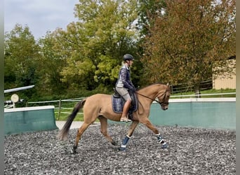 German Riding Pony, Mare, 3 years, 14,3 hh, Dun