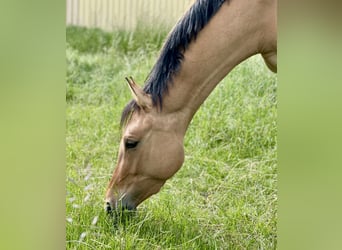 German Riding Pony, Mare, 3 years, 14,3 hh, Dun