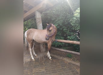 German Riding Pony Mix, Mare, 3 years, 14,3 hh, Dun