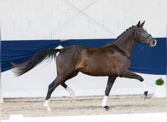 German Riding Pony, Mare, 3 years, 15.1 hh, Black