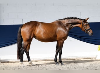 German Riding Pony, Mare, 3 years, 15.1 hh, Brown