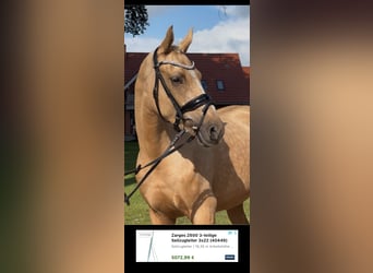 German Riding Pony, Mare, 3 years, 15.1 hh, Palomino