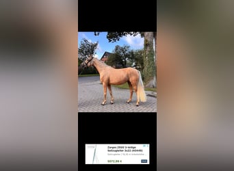 German Riding Pony, Mare, 3 years, 15.1 hh, Palomino
