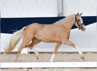 Deutsches Reitpony, Stute, 3 Jahre, 15,1 hh, Palomino