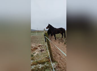 German Riding Pony, Mare, 3 years, 15.2 hh, Bay-Dark
