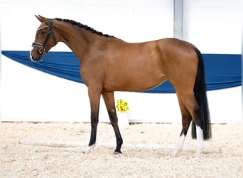 Deutsches Reitpony, Stute, 3 Jahre, 15,2 hh, Brauner