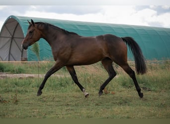 German Riding Pony, Mare, 3 years, 15.2 hh, Brown