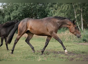 German Riding Pony, Mare, 3 years, 15.2 hh, Brown