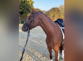 Deutsches Reitpony, Stute, 3 Jahre, 15 hh, Fuchs