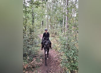 German Riding Pony, Mare, 3 years, 15 hh, Smoky-Black