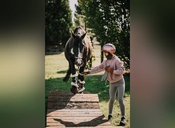 German Riding Pony, Mare, 3 years, 15 hh, Smoky-Black