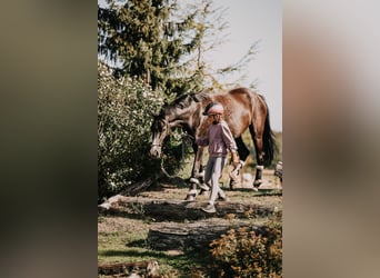 German Riding Pony, Mare, 3 years, 15 hh, Smoky-Black