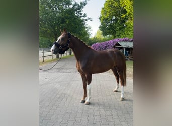 German Riding Pony, Mare, 3 years, 15,1 hh, Chestnut