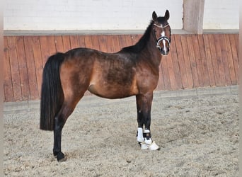 German Riding Pony, Mare, 3 years, Brown