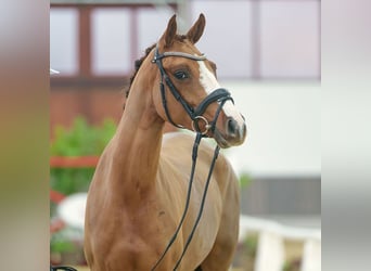 German Riding Pony, Mare, 3 years, Chestnut-Red