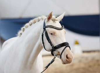 German Riding Pony, Mare, 3 years, Cremello