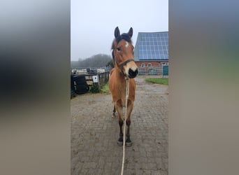 German Riding Pony, Mare, 3 years